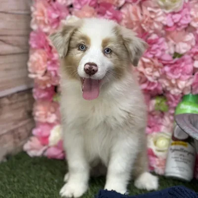 Female Miniature Australian Shepherd Puppy for Sale in Saugus, MA