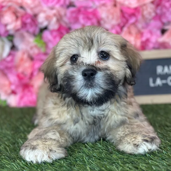 Male La-Chon puppy named Randy for sale at Pet Express Saugus.