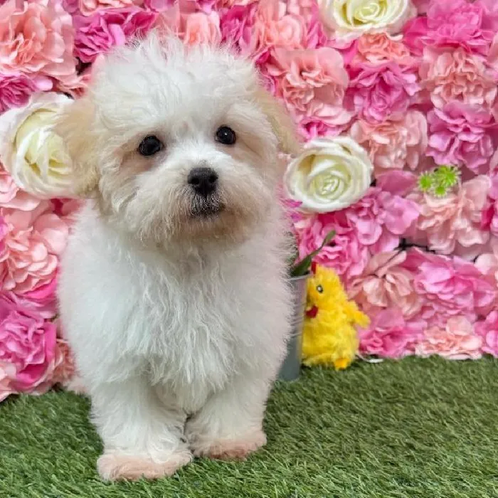 Male Havamalt puppy named Coconut for sale at Pet Express Braintree.