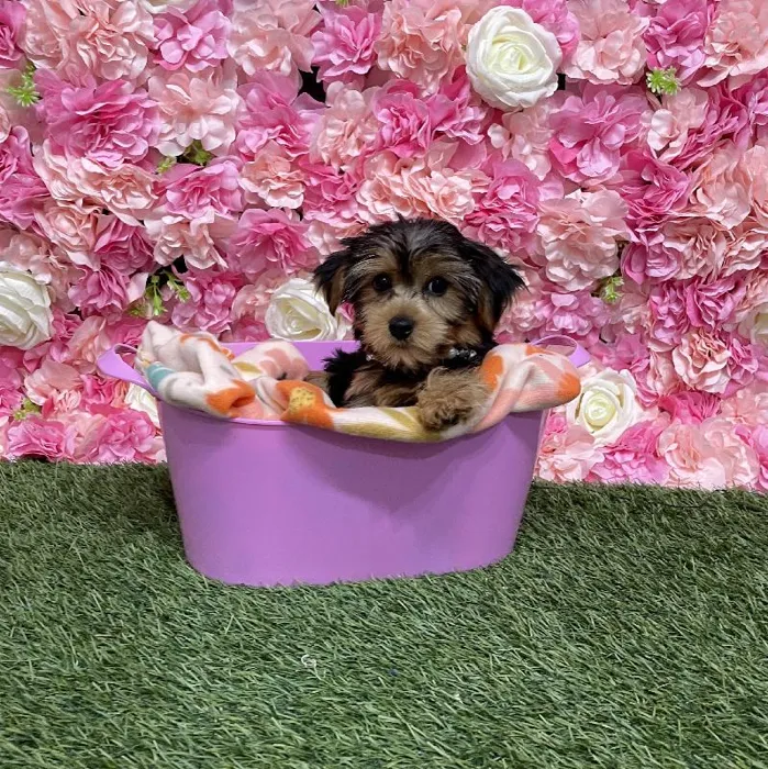 Female Yorkshire Terrier Puppy for Sale in Saugus, MA