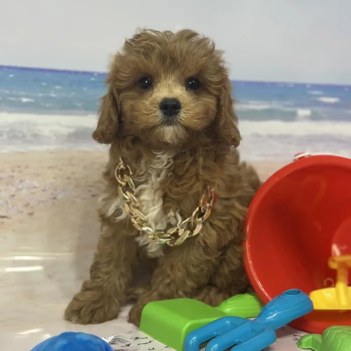 Male Cavapoo Puppy for Sale in Saugus, MA