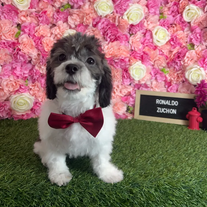 Male Teddy Bear (Zuchon) puppy named Ronaldo for sale at Pet Express Braintree.
