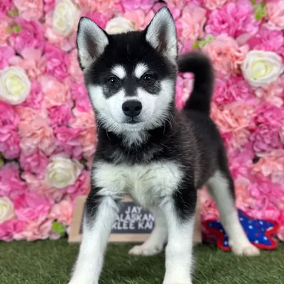 Male Alaskan Klee Kai puppy named Jay for sale at Pet Express Saugus.