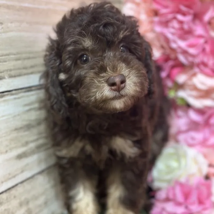 Female Mini Labradoodle 2nd Gen Puppy for Sale in Saugus, MA