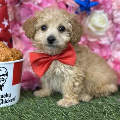 Male Mini Goldendoodle 2nd Gen Puppy for Sale in Saugus, MA