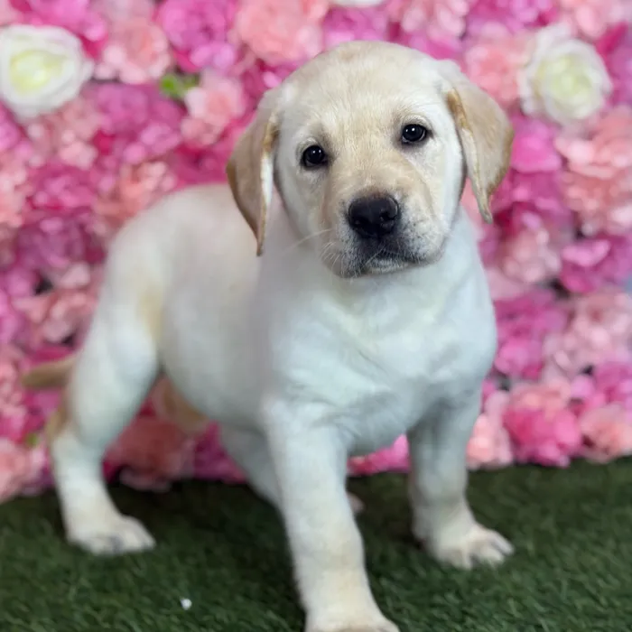 Female Labrador Retriever puppy named Celina for sale at Pet Express Saugus.