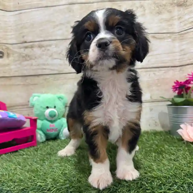 Male Aussalier Puppy for Sale in Braintree, MA