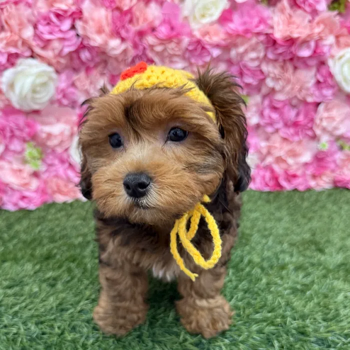 Male Lhasa-Poo Puppy for Sale in Braintree, MA