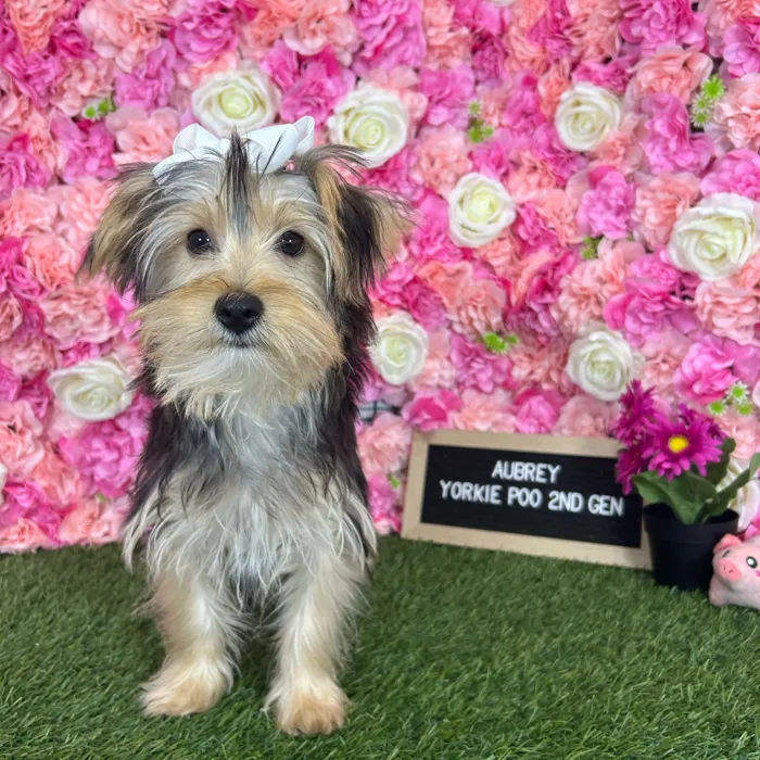 Female Yorkie-Poo 2Nd Gen puppy named Aubrey for sale at Pet Express Braintree.