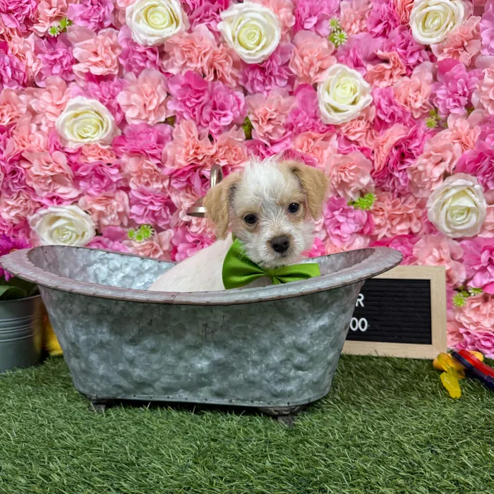Male Chi-Poo puppy named Cooper for sale at Pet Express Braintree.