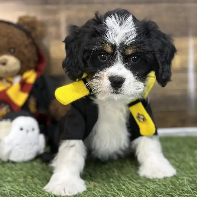 Female Mini Bernedoodle 2nd Gen Puppy for Sale in Saugus, MA