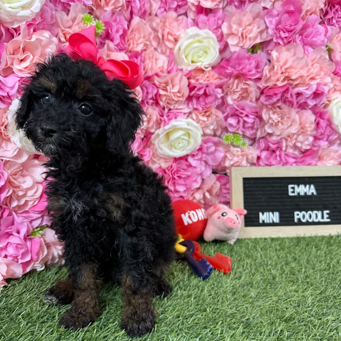 Female Poodle (Mini) puppy named Emma for sale at Pet Express Braintree.