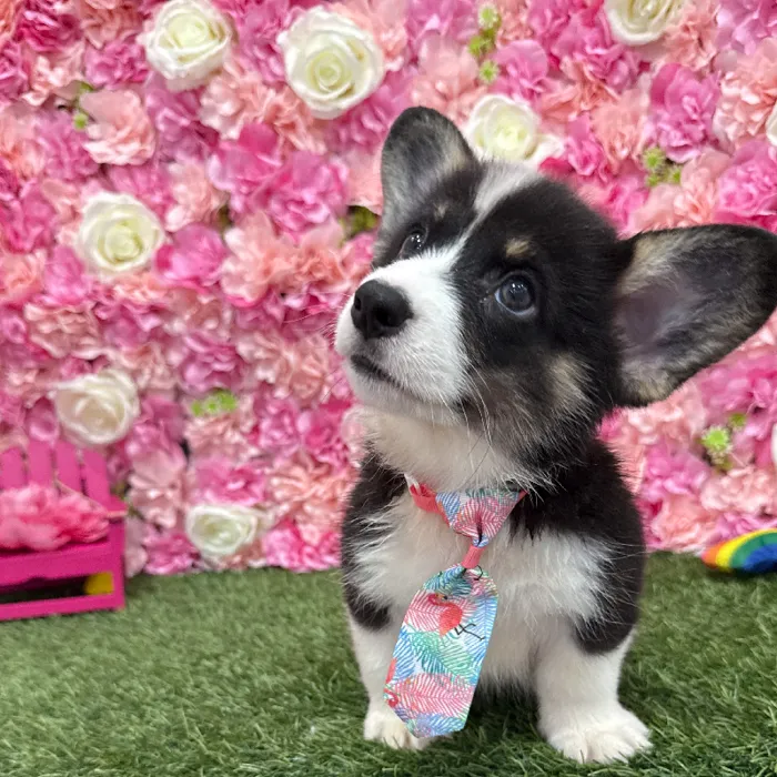 Male Pembroke Welsh Corgi Puppy for Sale in Braintree, MA