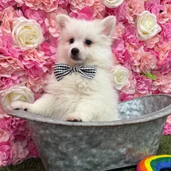 car_main_img_/media/ap_media/pets/MROBTWMAYOQF191248.webp.250x250_q85.webp