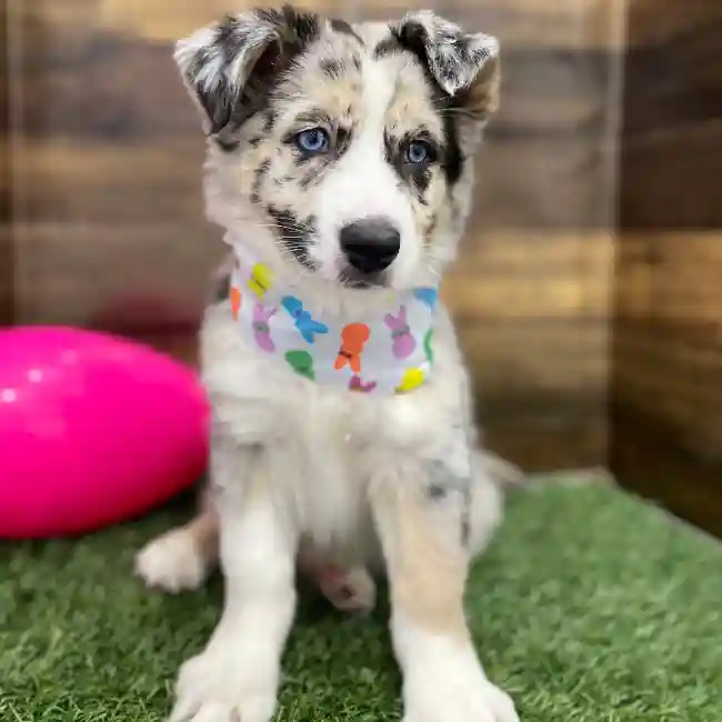 Female Australian Husky Puppy for Sale in Braintree, MA