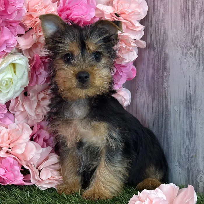 Male Silky Terrier puppy named Ratchet for sale at Pet Express Saugus.