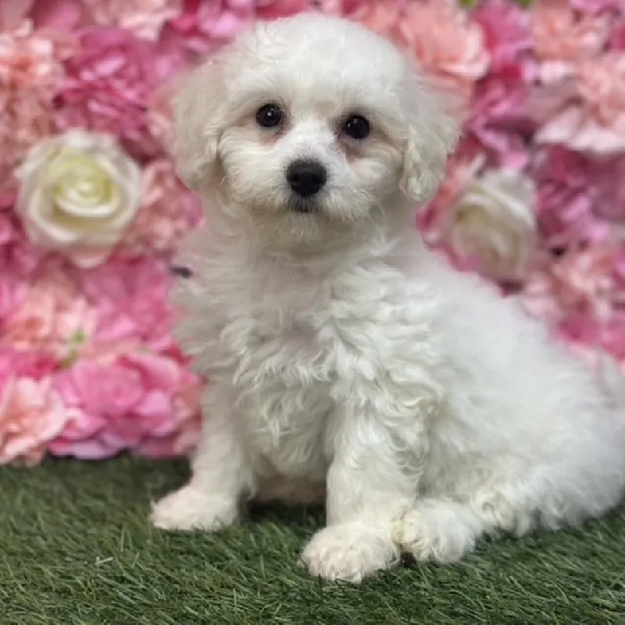 Female Bichon Frise Puppy for Sale in Saugus, MA