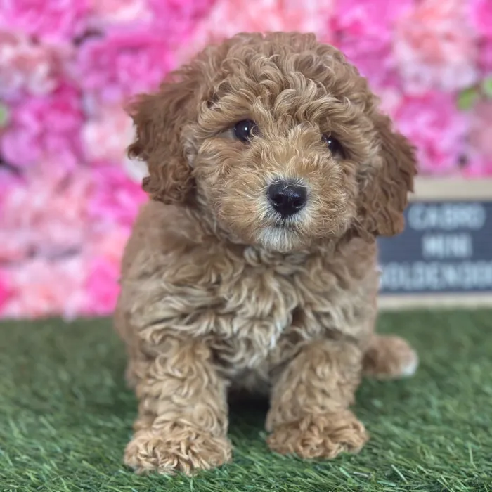 Male Mini Goldendoodle F2 puppy named Cabro for sale at Pet Express Saugus.