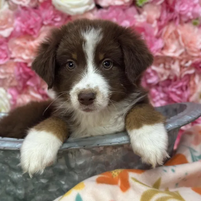 Female Miniature Australian Shepherd Puppy for Sale in Saugus, MA