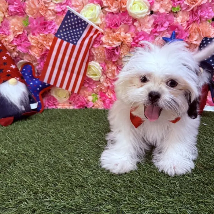 Male Malshi Puppy for Sale in Saugus, MA