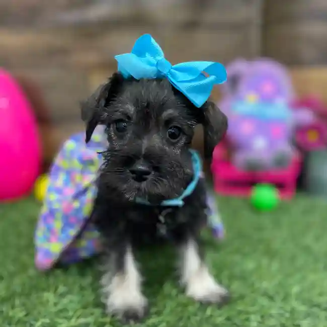 Female Miniature Schnauzer Puppy for Sale in Braintree, MA
