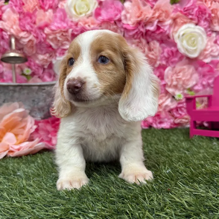 Male Dachshund Puppy for Sale in Braintree, MA