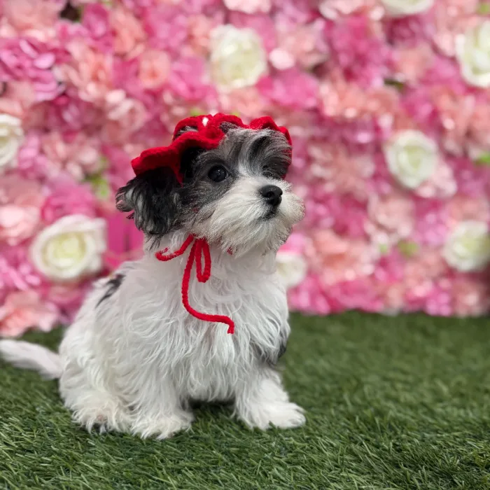 Male Morkie Puppy for Sale in Braintree, MA
