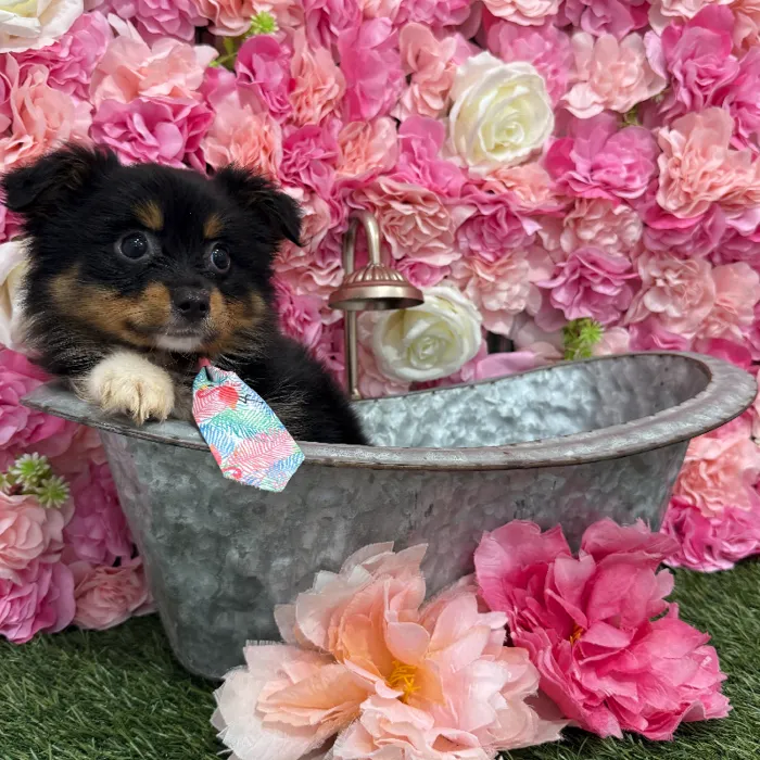 Male Toy Australian Shepherd Puppy for Sale in Braintree, MA