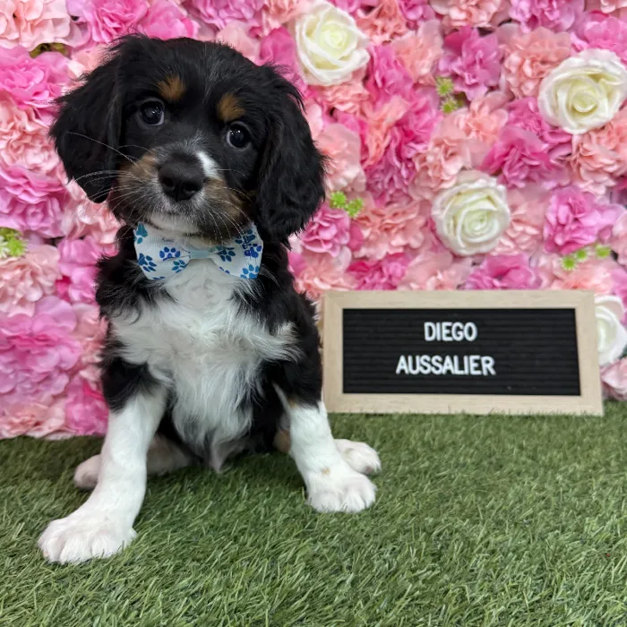 Male Aussalier puppy named Diego for sale at Pet Express Braintree.