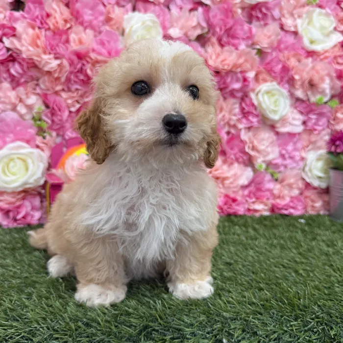 Female Mini Goldendoodle 2nd Gen Puppy for Sale in Braintree, MA