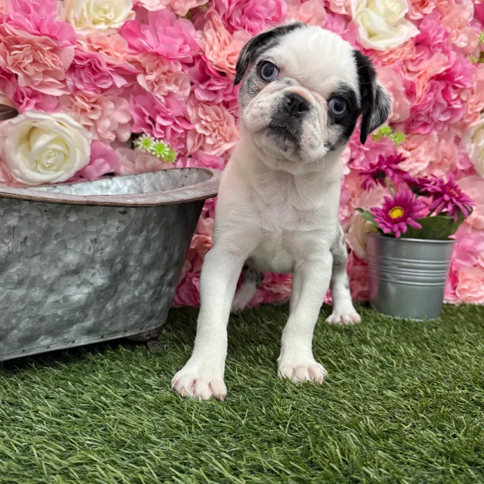 Female Pug Puppy for Sale in Braintree, MA