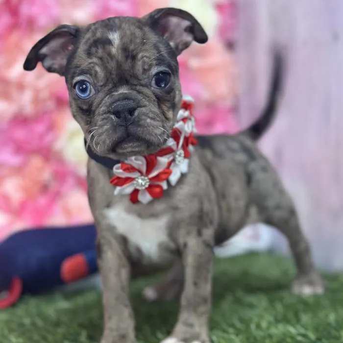 Female Bugg Puppy for Sale in Saugus, MA