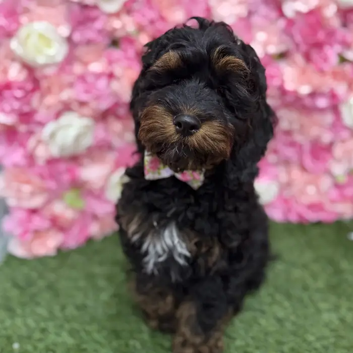 Male Cockapoo Puppy for Sale in Braintree, MA