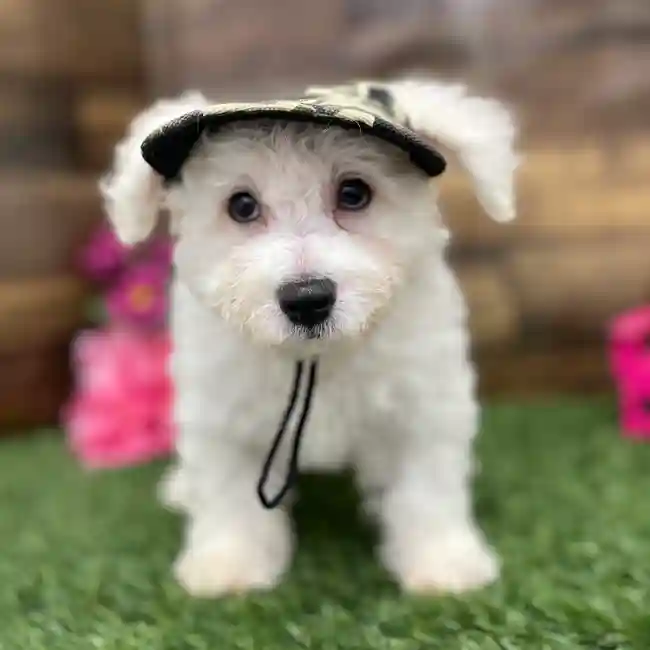 Male Bichon Frise Puppy for Sale in Braintree, MA