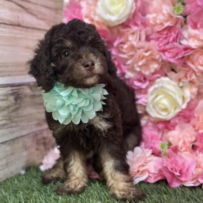 Female Mini Labradoodle 2nd Gen Puppy for Sale in Saugus, MA