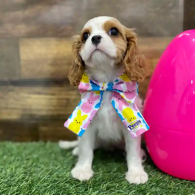 Female Cavalier King Charles Spaniel Puppy for Sale in Braintree, MA