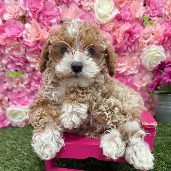 Female Mini Goldendoodle 2nd Gen Puppy for Sale in Braintree, MA