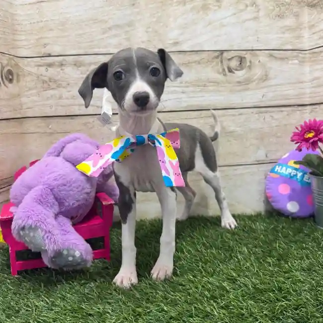 Female Italian Greyhound Puppy for Sale in Braintree, MA