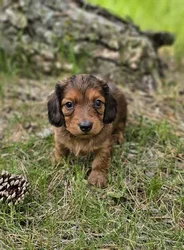 car_main_img_/media/ap_media/pets/MUTZUCQYOUBD188772.webp.250x250_q85.webp