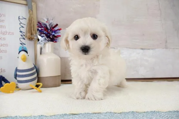 Male Malti-Poo 2Nd Gen puppy named Wynn for sale at Pet Express Saugus.
