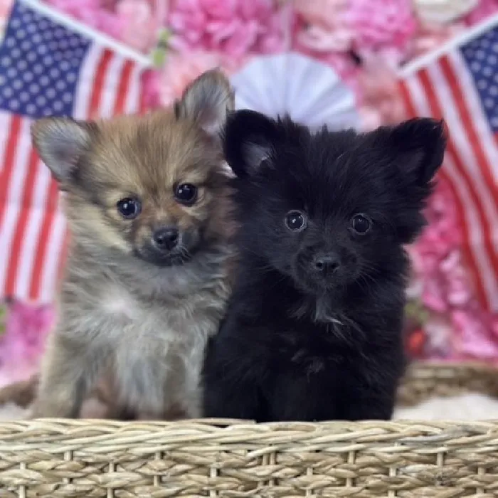 Female Pomeranian Puppy for Sale in Saugus, MA