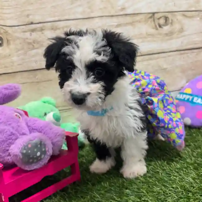 Female Aussiechon Puppy for Sale in Braintree, MA