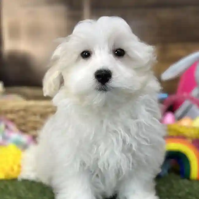 Male Malti-Poo Puppy for Sale in Saugus, MA
