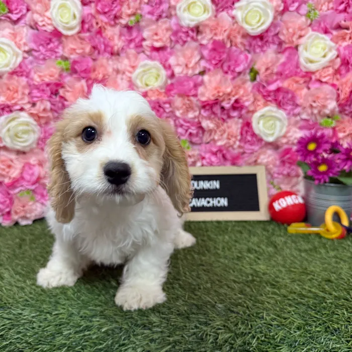 Male Cavachon puppy named Dunkin for sale at Pet Express Braintree.
