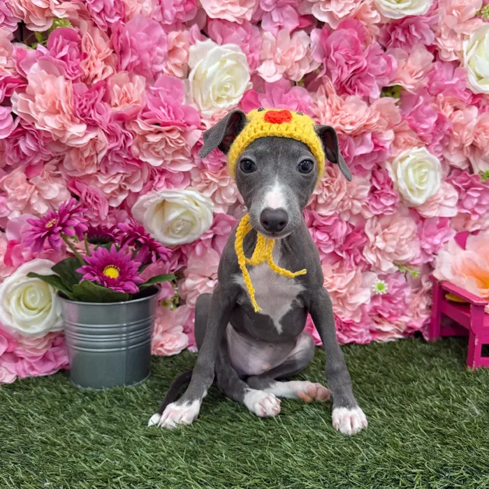 Male Italian Greyhound Puppy for Sale in Braintree, MA