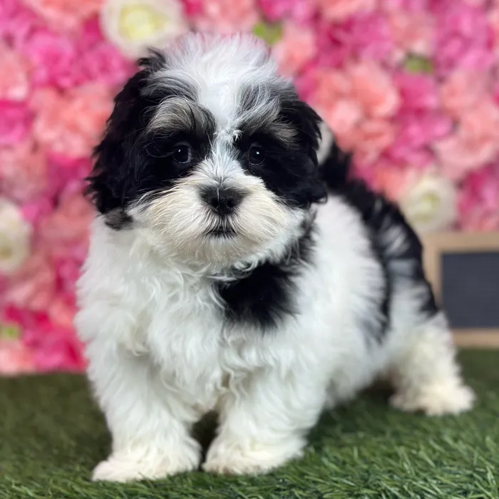Male Lhatese puppy named Marlon for sale at Pet Express Saugus.