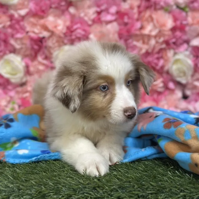 Male Miniature Australian Shepherd Puppy for Sale in Saugus, MA