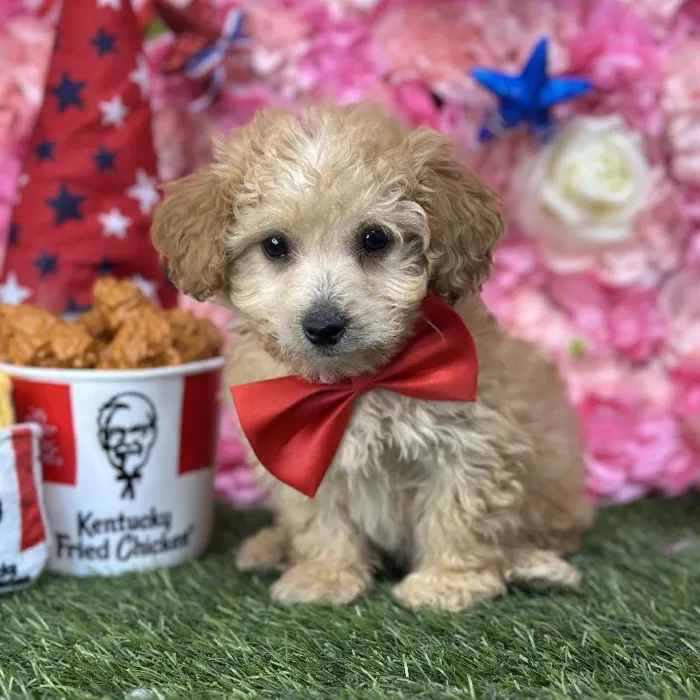 Male Mini Goldendoodle 2nd Gen Puppy for Sale in Saugus, MA