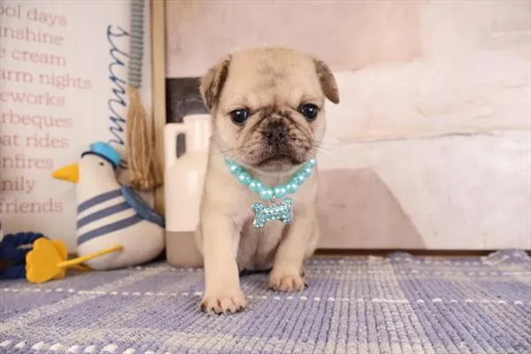 Female Pug puppy named Frida for sale at Pet Express Braintree.