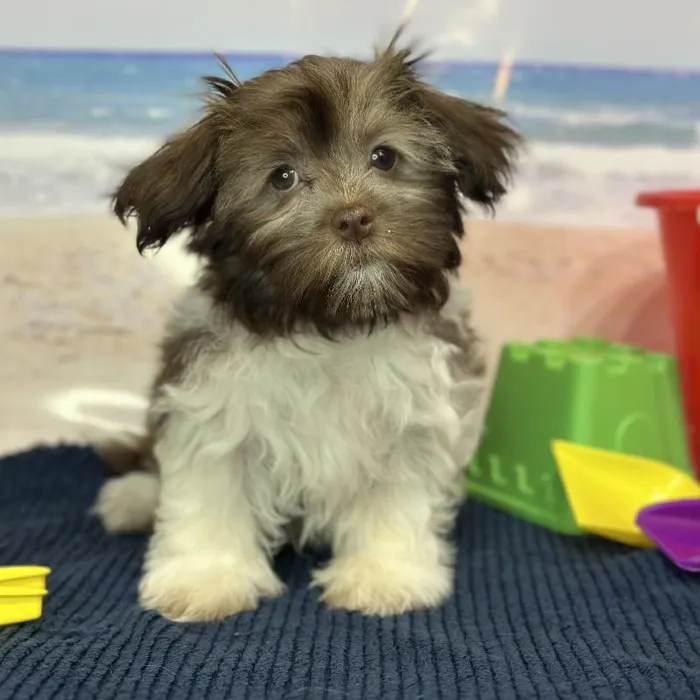 Female Havanese Puppy for Sale in Braintree, MA